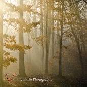 fog-2