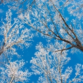 snow-2010-89